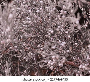 Detail Of Western Juniper Tree. 