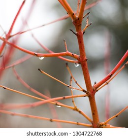 Detail Of Wet Branches Without Leaf On Japanese Maple, Winter Garden, Rain Drop