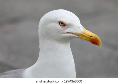 detail of the white angry seagull with the long yellow beak