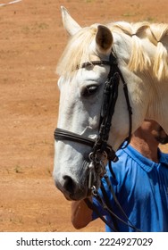 Detail Of White Lusitano Horse. Close Up Of The Head.