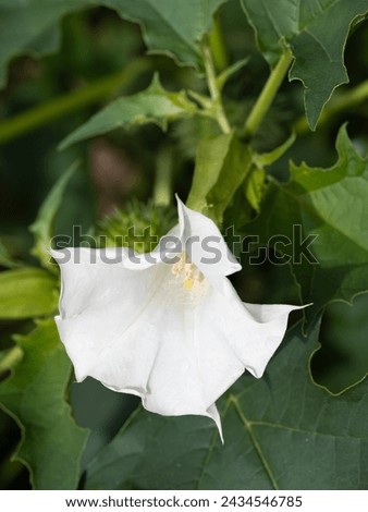 Detail of white trumpet shaped flower of hallucinogen plant Devil's Trumpet (Datura Stramonium), also called Jimsonweed. Shallow depth of field and blurred background. Close-up.