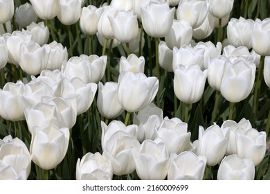 Detail Of A White Tulip Field