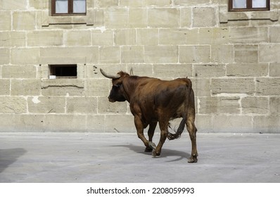 Detail Of Wild Animals Running Through The Streets Of The City