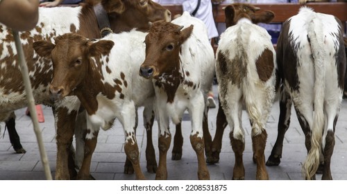 Detail Of Wild Animals Running Through The Streets Of The City