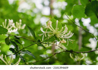 Detail Of Wild Honeysuckle Flowers Blooming 