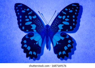 Detail Of Wing In UV Spectrum Of Butterfly Light.