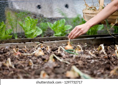 菜園の割り当てで玉ねぎを摘む女性の詳細の写真素材