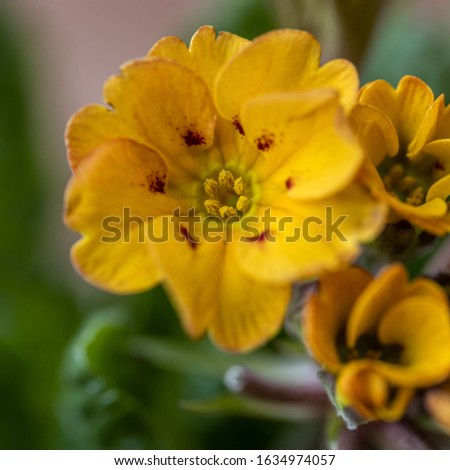 detail yellow bloom of primrose close up