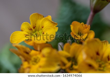 detail yellow bloom of primrose close up