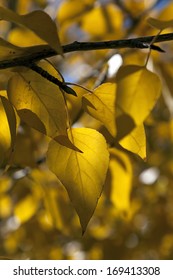 Detail of yellow cottonwood tree leaves.
