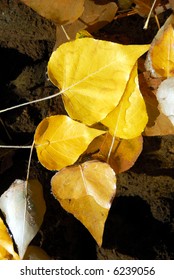 Detail Of Yellow Fremont Cottonwood Leaves In Autumn Stream