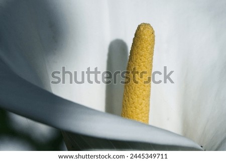 Detail of the yellow spadix of a flowering Calla lily (Zantedeschia aethiopica)