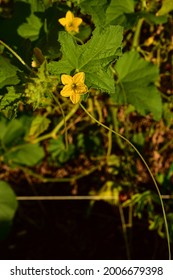 Detail Of Yellow Squash Blossoms Blooming On Green Leafy Vine In Vegetable Garden