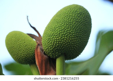 detail of young breadfruit with its refreshing green color