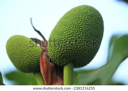 detail of young breadfruit with its refreshing green color