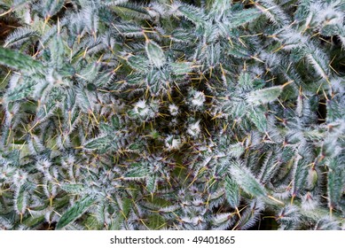 Detail Of A Young Milk Thistle Plant Viewed From Above