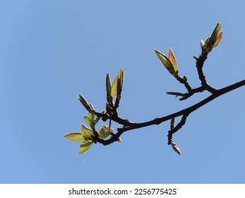 Detail of young pear tree against blue sky. - Shutterstock ID 2256775425