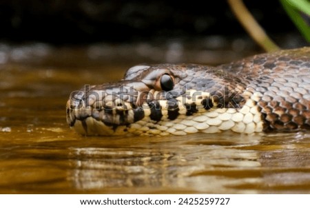 detailed anaconda snake closeup in river