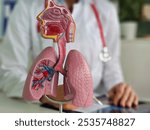 Detailed anatomical model of the human respiratory system lungs. Lung cancer, asthma, chronic obstructive pulmonary disease or COPD, bronchitis, emphysema and cystic fibrosis