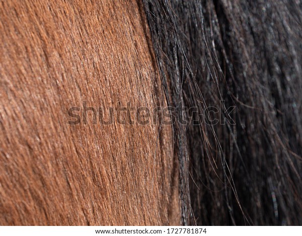 Detailed blsck horse tail. Rear of mare, with\
close-up of braid on the long dark \
tail