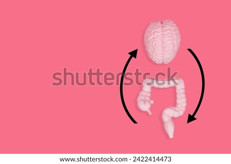Detailed body-toned brain and intestine models arranged on a lively pink backdrop with black circular arrows. Cognitive clarity and digestive well-being balance.