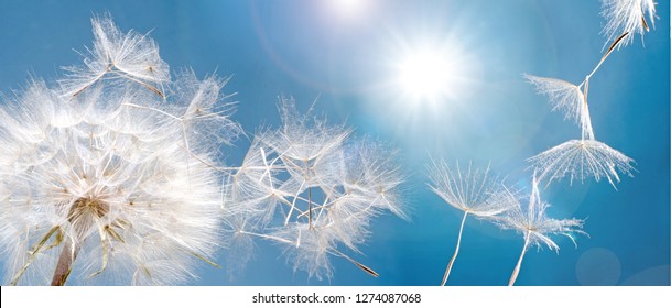 Detailed close up of beautiful Dandelion seeds blown in blue and turquoise background