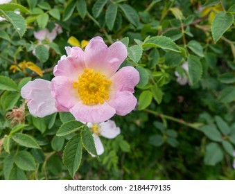 Detailed Close Up Of A Beautiful Pink Dog Rose (Rosa Canina) Growing Wild