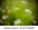 A detailed close up of Conopodium majus showcasing delicate petals against a beautifully blurred, vibrant green background, captured with a wide open Leica Noctilux lens.