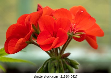 Detailed Close Up Of Geranium 'Best Red' F1 Hybrid