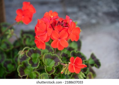 Detailed Close Up Of Geranium 'Best Red' F1 Hybrid