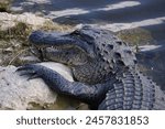 Detailed close up of a giant alligator resting its head with its dangerous jaws and sharp teeth on a rock by the shore of the Everglades swamps in Florida.