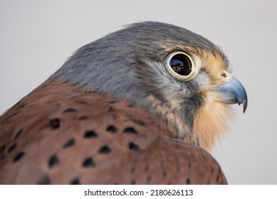 Detailed Close Up Of A Peregrine Falcon (Falco Peregrinus) Head Side Profile