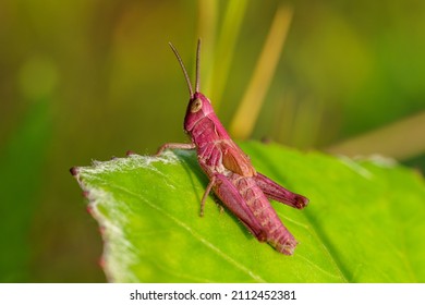 Detailed close up of a pink grasshopper sitting on a green leaf in sunlight - Powered by Shutterstock