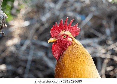 A detailed close up profile shot captures a vibrant golden rooster with a prominent red comb and alert eye outdoors.