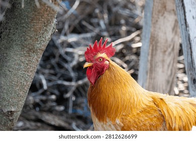 A detailed close up profile shot captures a vibrant golden rooster with a prominent red comb and wattle outdoors.
