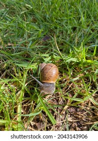 Detailed close up shiny glistening slimy snail, gastropod, eating green grass as bright sun shines on it