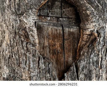 Detailed Close Up Texture of Old Tree Trunk Bark with Central Hollow Eye Opening Knothole