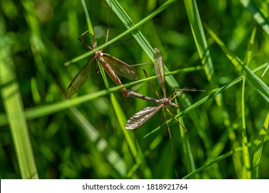 Detailed close up of two large crane flies or Daddy long legs, mating among green straws of grass in sunlight