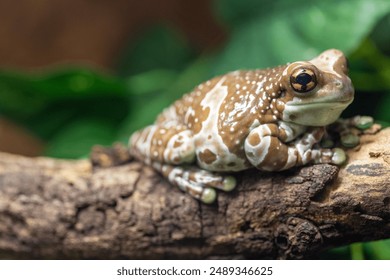 Detailed closeup of an Amazon milk frog, resting on a green branch in a colorful forest with intricate patterns - Powered by Shutterstock