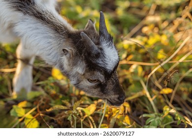 A detailed close-up of a baby goat with small horns eating leafy plants in a sunlit field filled with vegetation.