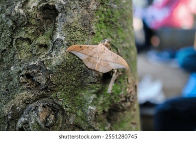 A detailed close-up of a brown moth resting on a tree trunk. The moth's delicate wings are spread. The focus is on the moth. A Moth Resting on a Tree Trunk Background. - Powered by Shutterstock