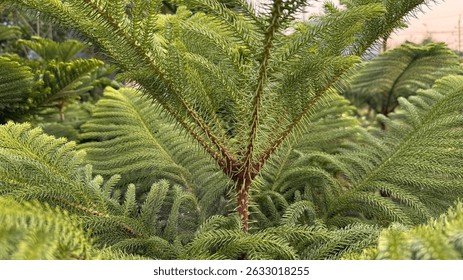 A detailed close-up captures the unique texture and structure of Norfolk Island pine trees, densely packed together in a thriving outdoor setting, showcasing nature's beauty.