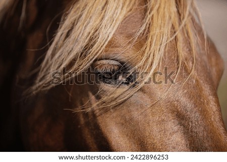 Similar – Image, Stock Photo humans in animals Horse