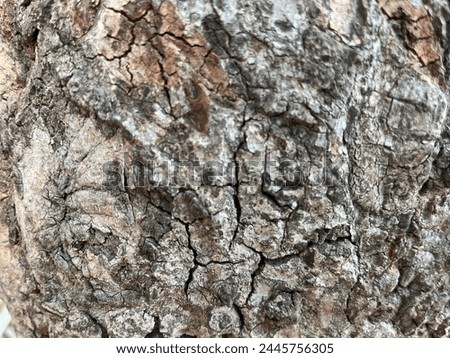  A detailed close-up of craggy tree bark with a complex network of cracks.