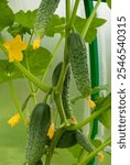 Detailed close-up of a cucumber plant showing green leaves, yellow flowers, and ripe cucumbers with bumpy surfaces, likely taken in an indoor greenhouse setting.