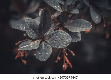 Detailed close-up of dark purple leaves with intricate textures and dew drops, set against a moody, blurred background. The image captures the delicate beauty and mysterious ambiance of the foliage. - Powered by Shutterstock