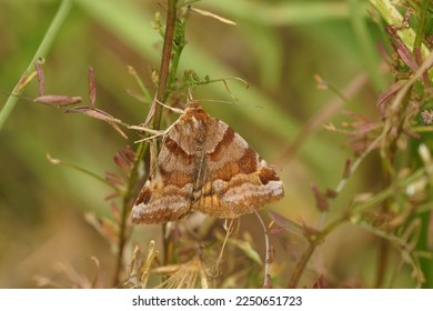 Detailed closeup the day active brown burnet companion moth , Euclidia glyphica in the vegetation - Shutterstock ID 2250651723