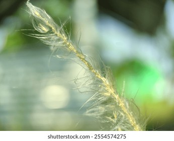 A detailed close-up of a delicate grass seed head against a softly blurred background, emphasizing natural beauty, texture, and light. The image captures the essence of tranquility and simplicity. - Powered by Shutterstock