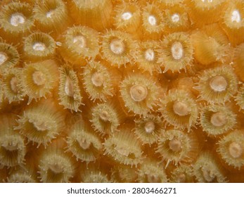 Detailed close-up documentation of translucent tentacles on an extended Great Star Coral polyp (Montastraea cavernosa) capturing nutrients at night, Bonaire.