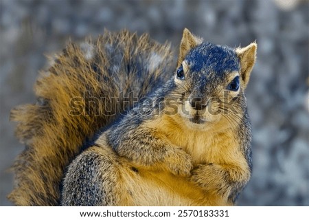 A detailed close-up of a fox squirrel (Sciurus niger) with a bushy tail and vibrant fur, showcasing its curious expression. Captured in natural light with a blurred background, emphasizing the squirre